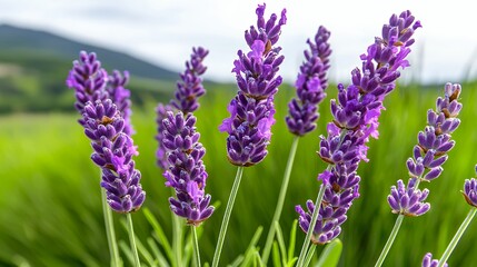 Fototapeta premium A beautiful array of vibrant purple lavender blooms standing tall amidst lush green grass under a clear blue sky.