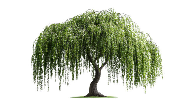 Weeping willow tree with lush green foliage on transparent background