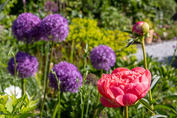 Obraz premium Garden view with a variety of blooming flowers like peony (peonia) in red and white, garlic (Allium) and others
