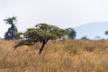 Telephoto of a female lion -Panthera Leo- in the Serengeti, Tanzania