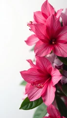 Fotobehang Close-up shot of vibrant azalea flowers contrasted against a white background, vivid, vibrant © Teepanun