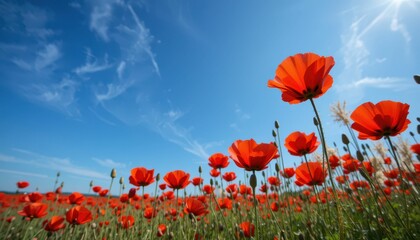 Obraz premium Vibrant Red Poppies Against Clear Blue Sky in Sunny Field