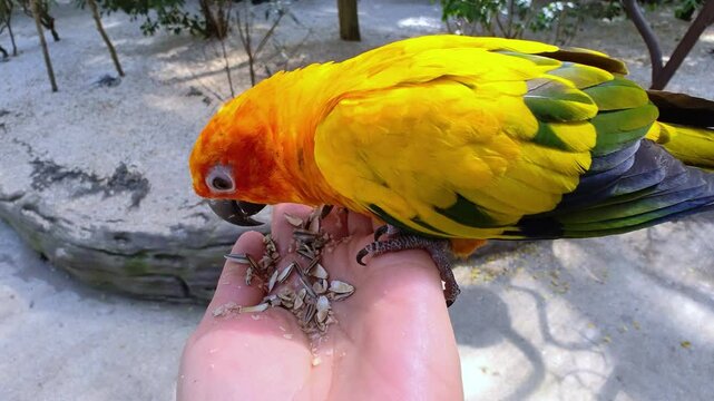 Bright yellow parrots sitting and eating seeds on human hand. Concept of care, education and raising pets. 
