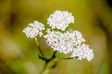 Yarrow flowers on a green natural background
