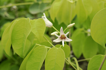 ムベ（Stauntonia hexaphylla）／3本の雌しべがある雌花／アケビ科・日本埼玉県・4月