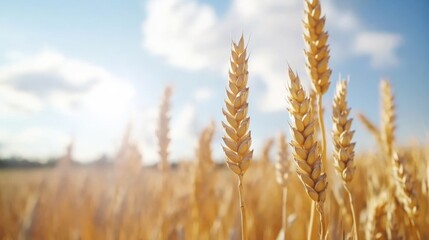 Fototapeta premium Close-up of ripe golden wheat stalks in a field under a sunny sky.