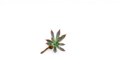 Single succulent plant, isolated on pure white background, organic, close-up