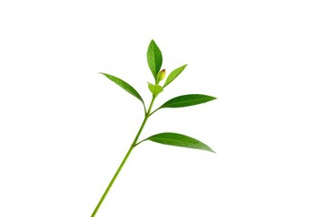 Fototapeta premium Single vibrant green plant, isolated on pure white, background, nature