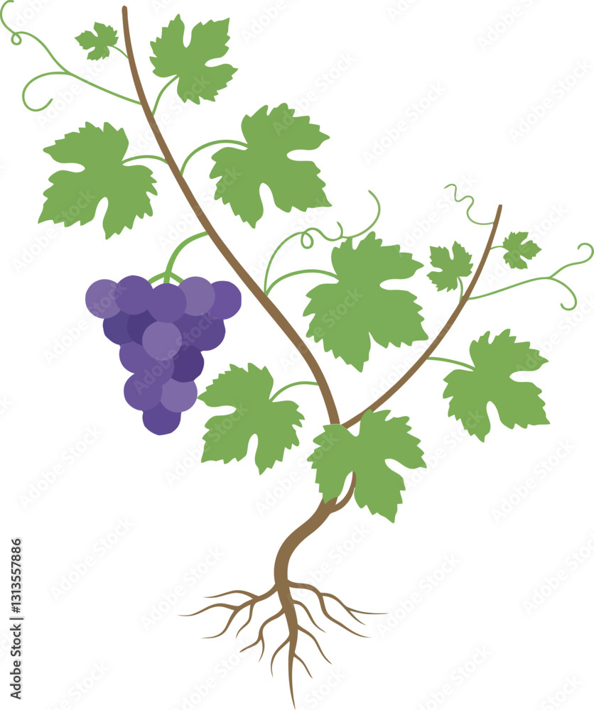 Poster grape vine with purple clusters of grapes and green leaves in a minimal flat design style vector art