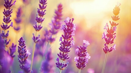 Fototapeta premium Lavender field at sunset, vibrant purple flowers, golden light