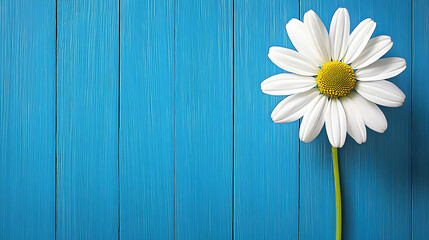 White Daisy on Weathered Blue Wood Background