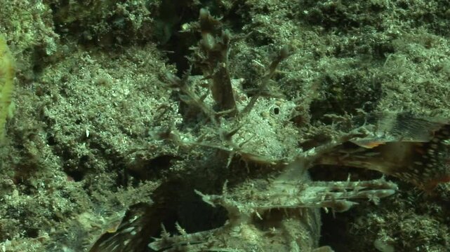 A devil scorpionfish (Inimicus didactylus) crawls along the seabed, using its pectoral fins for movement. Its venomous spines and camouflage help it blend into the surroundings, waiting to ambush prey