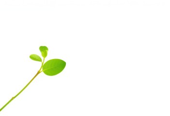 Single vibrant green plant, isolated on pure white backdrop, asset, resource