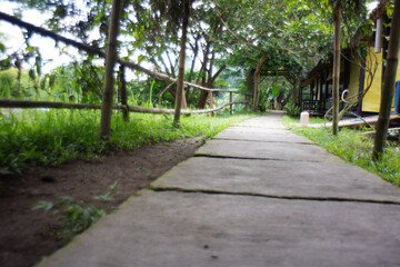 Serene pathway through lush greenery in the afternoon light