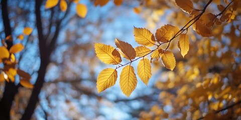 Yellow and orange autumn foliage on a tree.