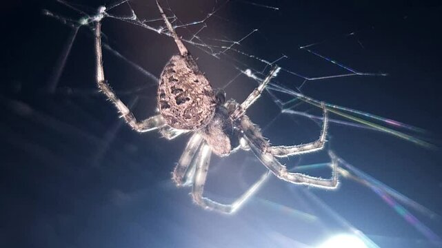 Spider on spider web/spiderweb On Black or Dark Background
