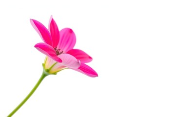 A single vibrant bloom, petals perfectly formed, isolated against a pure white backdrop, botany, flowering plant