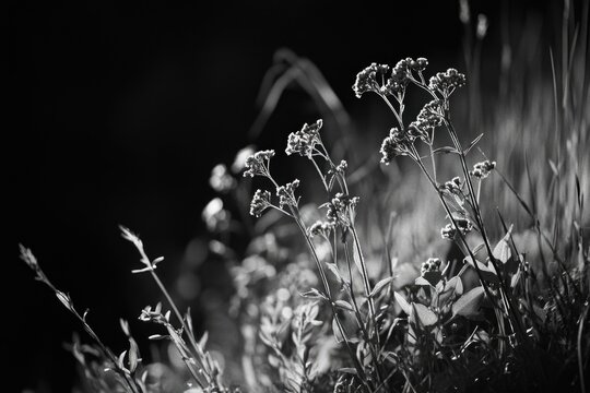 Silhouette of wildflowers at dusk under natural light.