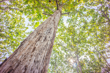 Tall tree viewed from below surrounded by green leaves on a sunny day