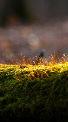Springtime in the forest. Spring plants are breaking through on the green moss.