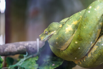 Green snake resting on a branch in a tropical environment