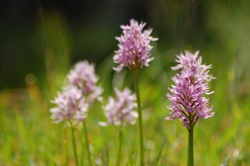 Obraz premium Background of wild naked man orchid on its natural habitat and copy space.