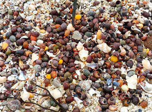 bunte Schneckenh&auml;user, Muscheln und Muschelkalk am Atlantikstrand bei Troms&ouml;