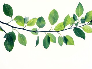 Fototapeta premium An elegant branch featuring vibrant green leaves against a pristine white background in nature photography