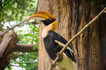 Majestic Rufous necked Hornbill Perched on Branch in Lush Tropical Rainforest Habitat
