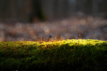 Springtime in the forest. Spring plants are breaking through on the green moss.