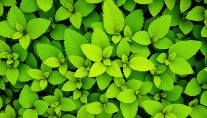 Vibrant green leaves, various shapes & sizes, crisp detail, green, leaf