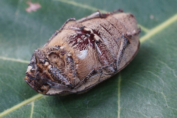 Detailed close-up of a unique insect on green leaf in natural habitat