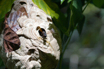 Busy insect exploring a natural hive in lush greenery during daytime
