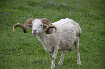 A majestic ram stands proudly in the field, its curved horns showcasing strength and resilience....