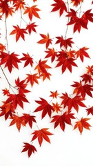 Vibrant red and orange maple leaves falling against a pure white backdrop, orange leaves,multiple leaves,leaves