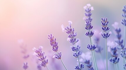 Obraz premium 51. A pastel gradient blending soft lavender with powder mint, creating a soothing and airy background