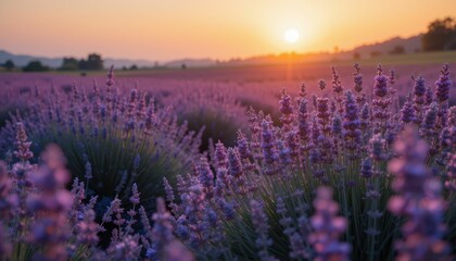 Fototapeta premium Beautiful Lavender Fields at Sunset with Vibrant Colors and Light