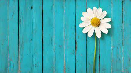 Obraz premium White Daisy on Teal Blue Rustic Wooden Background