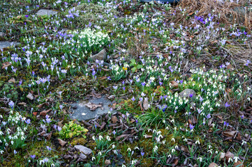 Early blooming flowers in the flower bed in the garden in spring