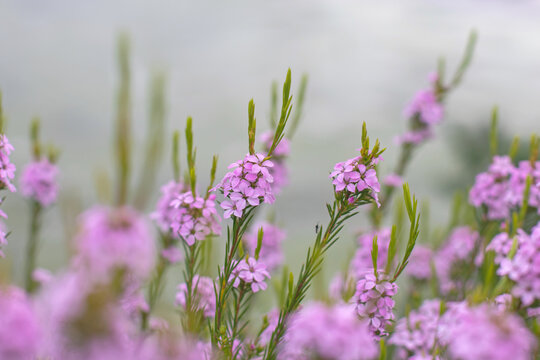 Coleonema pulchellum,confetti bush, buchu, diosma or breath of heaven ornamental flowering plant with pink flowers