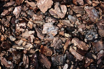Various tree bark chips textured background. Small pieces of wood bark closeup.