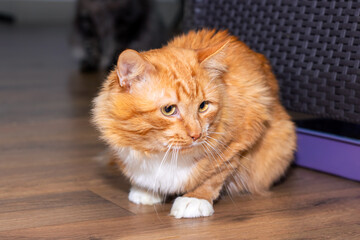 Naklejka premium An orange and white cat on a wooden floor with milk dribbling