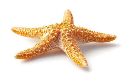 Orange Starfish  Sea Star  Marine Animal  Ocean Life  Beach Decor