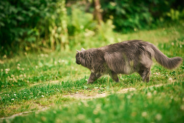 Funny big male cat outdoors in a green grass