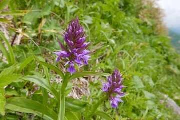 ハクサンチドリ