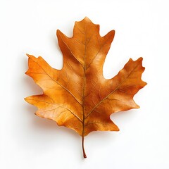 Obraz premium Single oak leaf isolated on a white background perfectly showcasing its unique shape and texture in detail