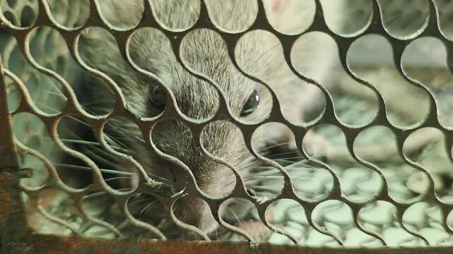  Mouse Trapped Inside a Wire Cage