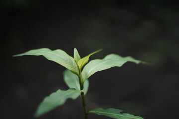 Fresh green plant thriving in natural light with soft background shadows