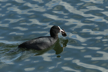 A Coot (Fulica atra) swimming on a lake with freshwater mussels in its beak which it is about to eat.