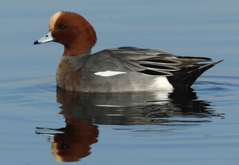 A male Wigeon Ducks, Anas penelope, swimming on a river on a cold winters morning.